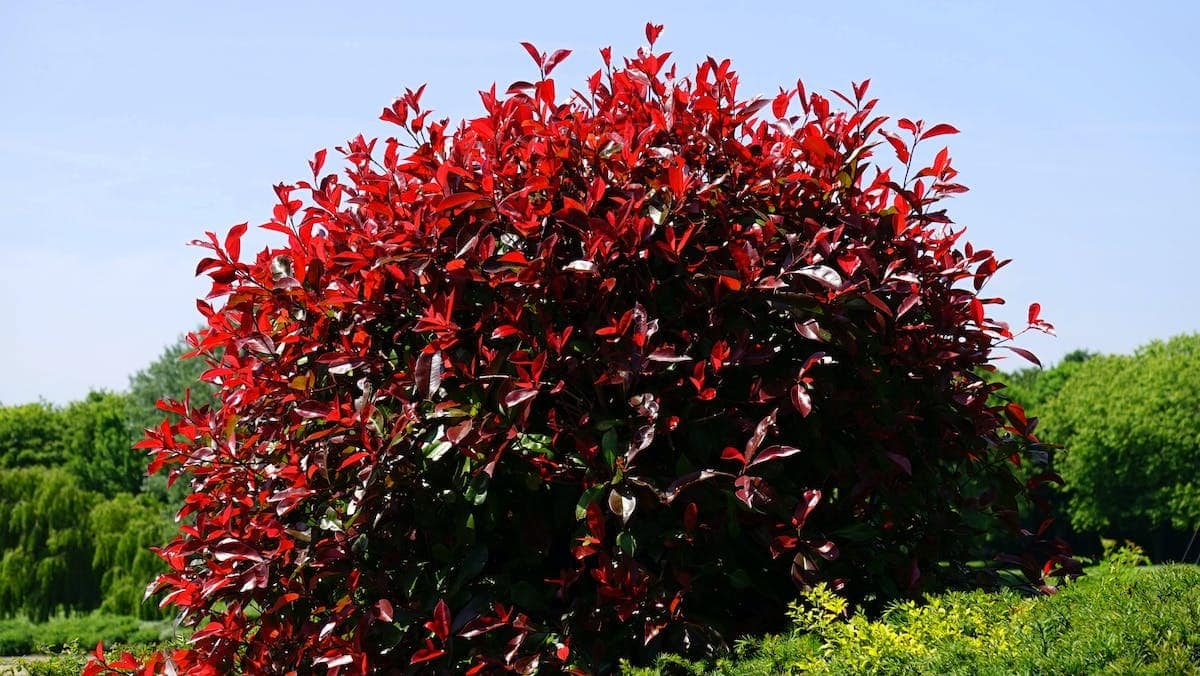Les secrets de la taille des Photinias Red Robin révélés – Tout ce que vous devez savoir !