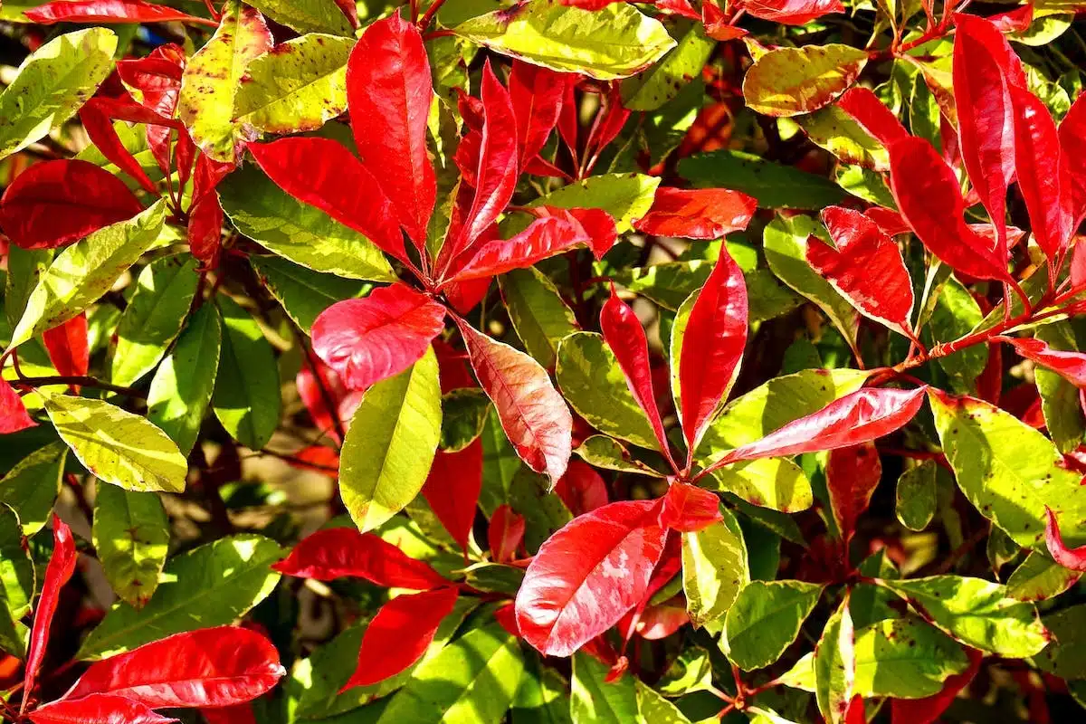photinias red