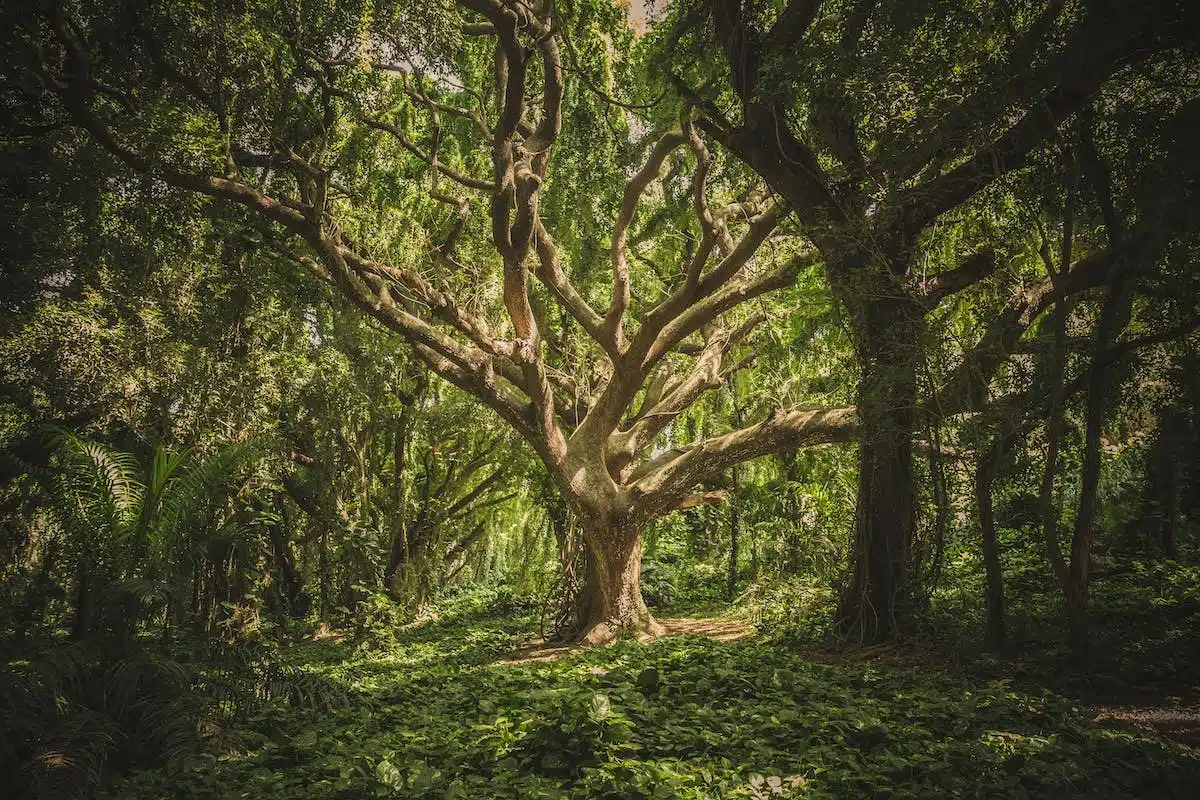 arbre généalogique