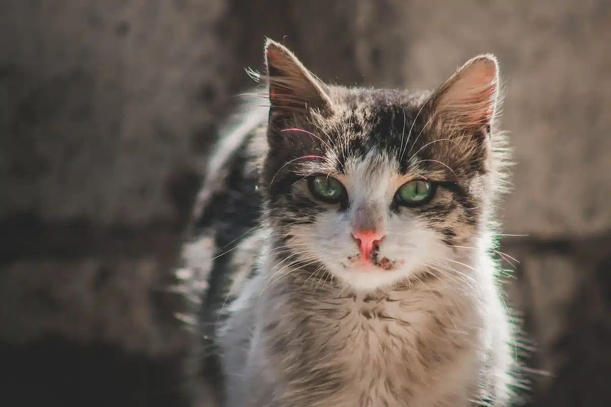 L’extraordinaire agilité et vitesse des félins : une prouesse de la nature