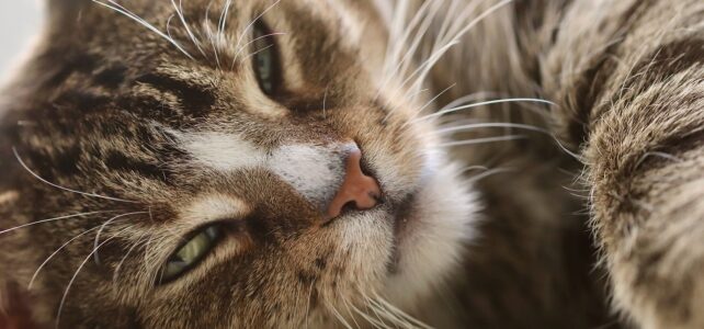 Comment obtenir une carte vitale pour votre chat